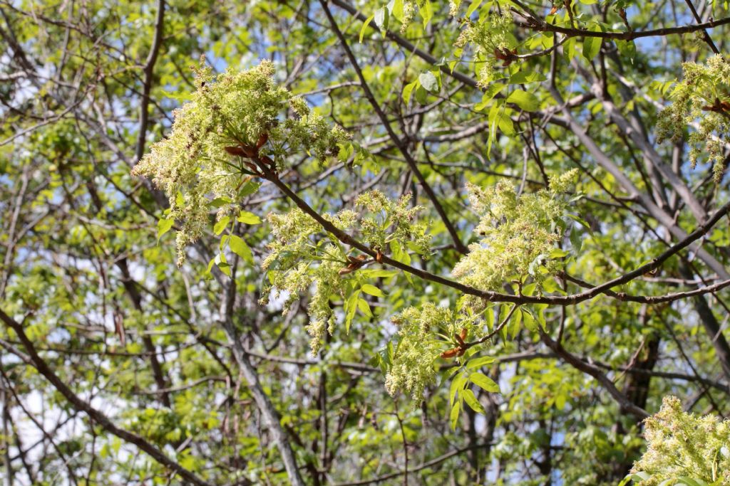 (Bagno di Romagna, FC) - Fraxinus ornus